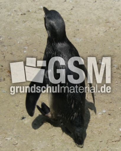 Brillenpinguin-051.jpg